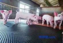 猪舍垫 小猪保温垫 母猪产床保温箱垫子 保育栏仔猪取暖垫ly