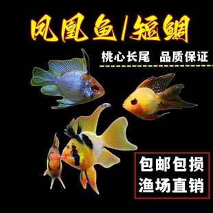 �^�p�~�Ꭷ�~�����~���ӌ��{���m��늹����˲�ȹ�����P���~���]