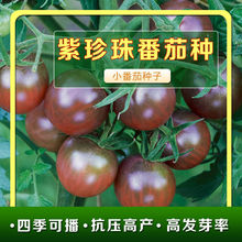 紫番茄種子小西紅柿棕紫番茄紫珍珠聖女果春秋四季盆栽蔬菜種孑籽