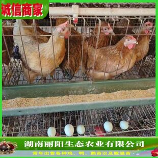 �S����G�����u����w���l������ֱ�u�\ݔ���ɻ����M�ṩ�Bֳ���g