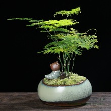 多肉花盆 批发透气复古小盆栽绿植物文竹小盆个性化陶瓷盆器装饰