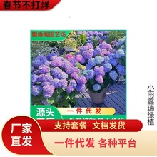 ���ٵĻ��@�A�F����ʯ�ҟ���ݲ�ݮ���������ͺ��ͺ�ֲ�ﻨ������