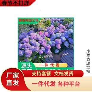 ���ٵĻ��@�A�F����ʯ�ҟ���ݲ�ݮ���������ͺ��ͺ�ֲ�ﻨ������