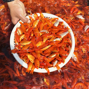 ����Q�ݽ��~���wС�t��С���~�^�p�~��ˮ�~�\���~���~���w����~