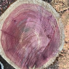 �����t�İ� ��ľ �t���ԭľ  �Ҿ��ω۲� ��ˇƷ���