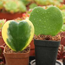 一片心多肉植物心叶球兰肉肉办公室内花卉绿植盆栽送女友礼物