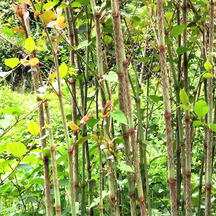 四川基地批发虎杖多年生草本植物南北种植