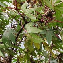 �V��Ұ������ �t���� ���ӗU�����o ����U ����� ������