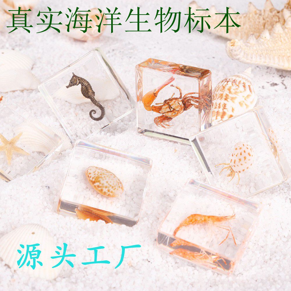 真实海洋生物滴胶树脂海星海螺科学教具文创市集摆件工艺品手工
