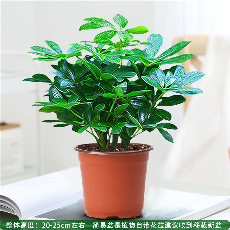 행운의 나무 4 개 20cm + 원래 토양 분지 + 영양 용액 한정 구매