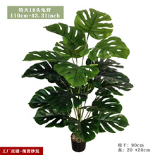 ����Gֲ�߼��з��������~�辰 �����b��������������l����ֲ��