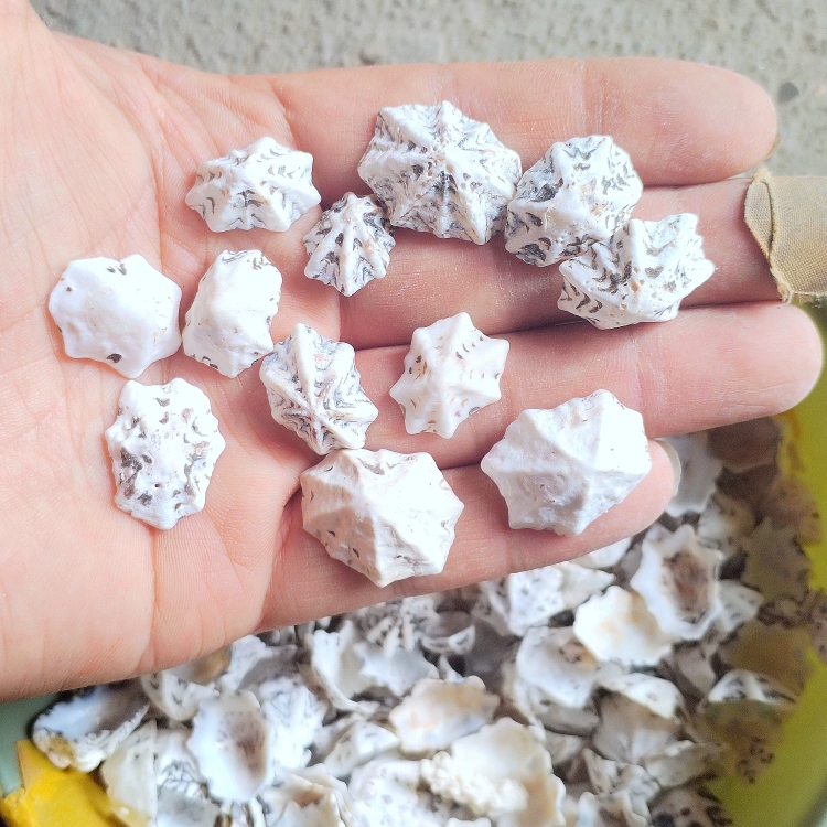 Натуральная роспись ручной работы, сделай сам, семизвездочная бутылка-дрифт, маленькая ракушка, детский ночник, материал ракушки