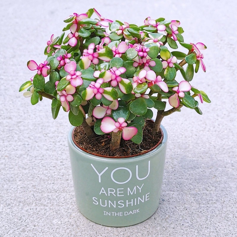 0e09cb3a-8970-4470-ab9d-f9255c254680.jpe