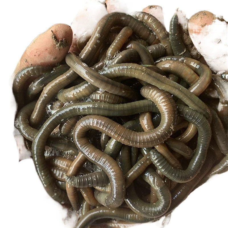 Черный земля worm свежая живая наживка рыбная ловля Хуанли зелёные земляworm вонючая наживка наживка бумага всесторонняя наживка