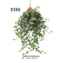 【花叶新款】常春藤吊兰垂吊植物壁挂绿植挂墙常青盆栽室内吸甲