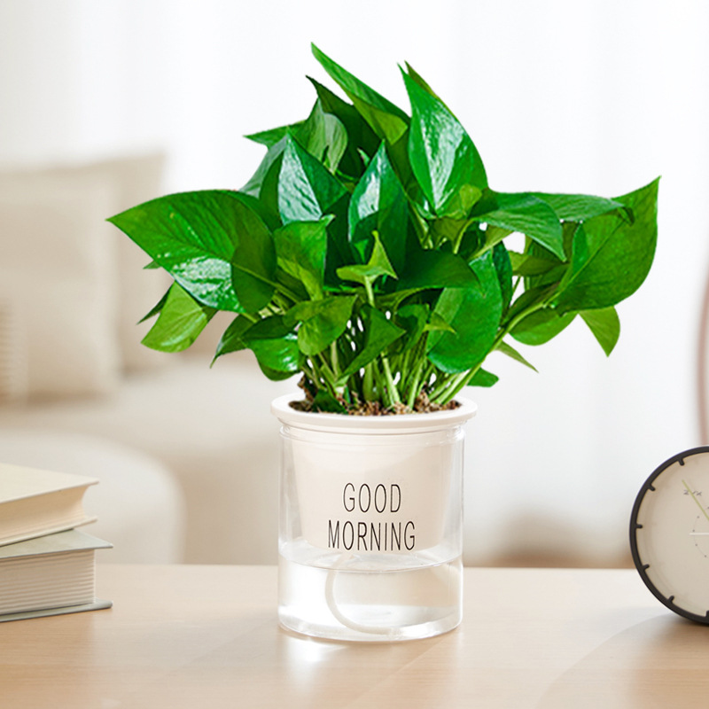 90#포토스(굿모닝 냄비) + 영양액