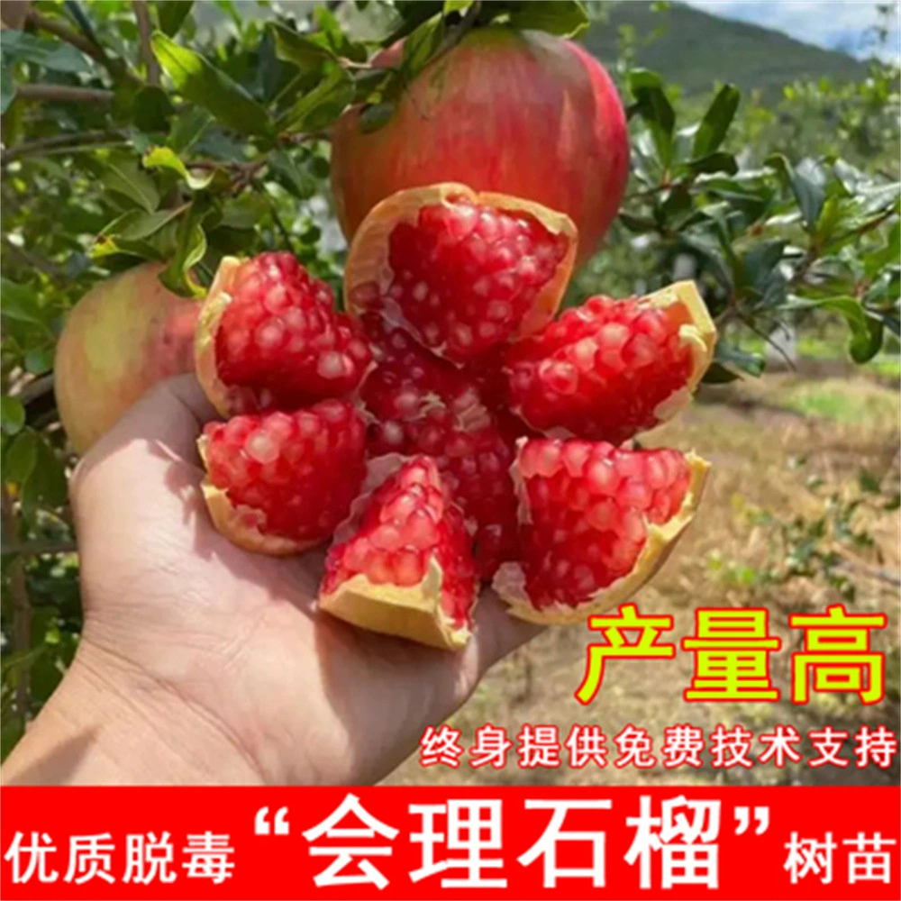 Huaiyuan Sanbai Саженцы сладкого граната Посадка белого нефрита Семена конфет на юге и севере Рассада граната Итоги посадки в горшках года