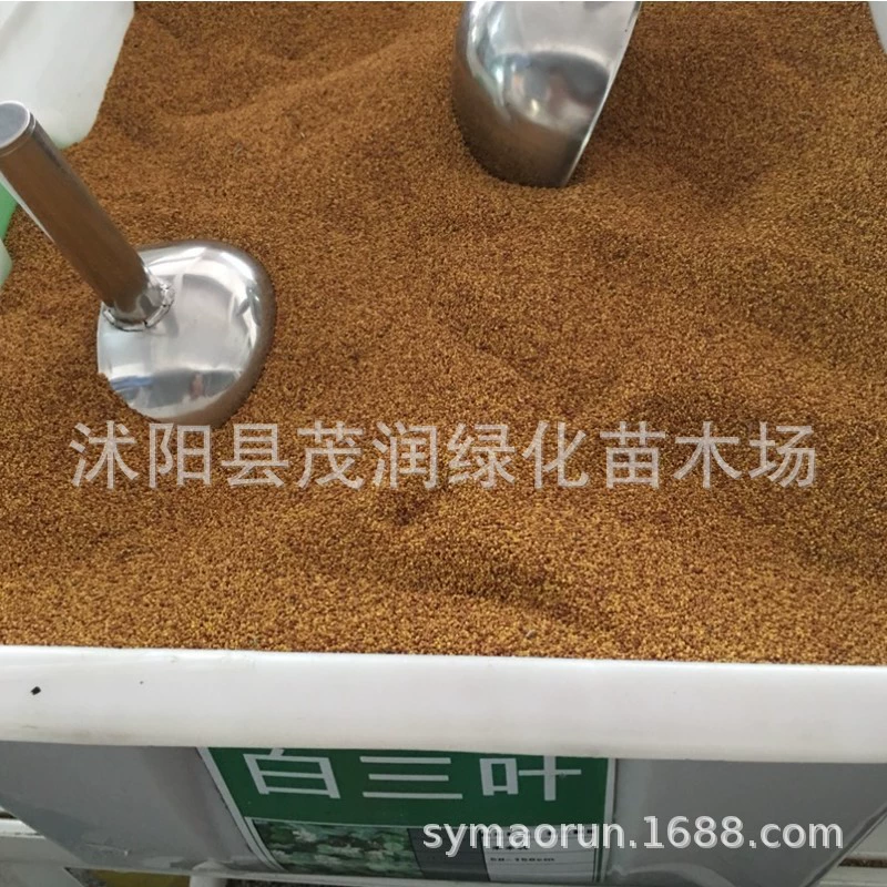 草坪牧草种子 白三叶草又名车轴草低矮三叶草种净籽红三叶草种子