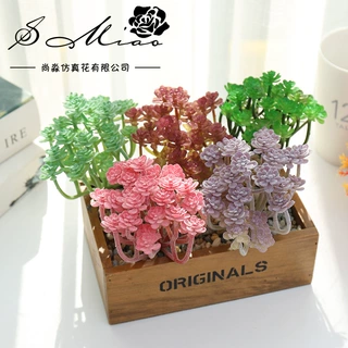 多肉仙人科小绿植批发植物厂家直供DIY配件装饰一件代发假花