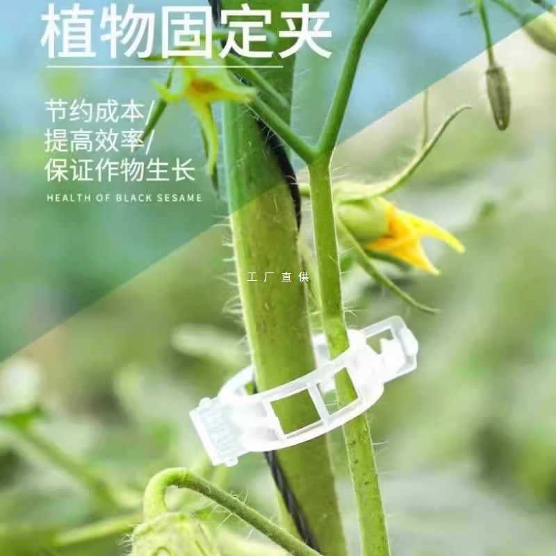 ✅黄瓜西红柿豆角爬藤枝条固定器绿植蔬菜捆绑扎带藤蔓园林工