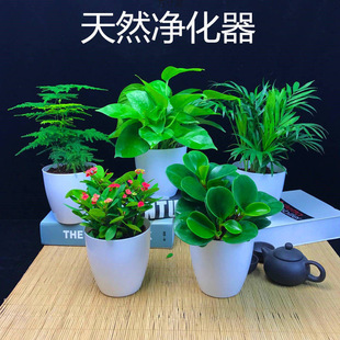 Asparagus, Golden Diamond, Longevity and Fortune Tree, Indoor Desktop Potted Plant, Lazy Hydroponic Gardenia, Iron Begonia, Factory Wholesale