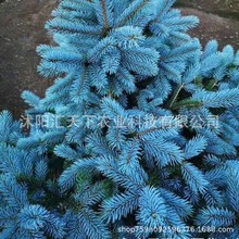 蓝云杉种子黑云杉绿化苗木蓝杉树苗科罗拉多蓝杉小苗庭院室内植物