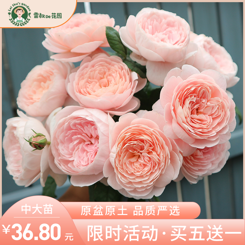 Uncle Lei's Garden Swedish Queen Shrub Rose Flower Seedlings Blooming All Seasons Courtyard Balcony Potted Disease-Resistant Ornamental Roses