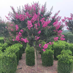 紅花百日紅圖片 海量高清紅花百日紅圖片大全 阿里巴巴