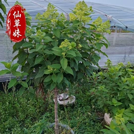 宿根花卉;一二年生花卉;灌木