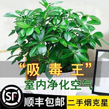 ���_ľ���ԾG�}�j����ֲ���҃Ȼ�ˮ��Gֲ������B�lؔ��������ȩ