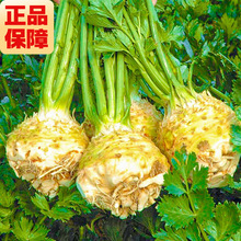 к۷N۲۷Nļͺɽ|۲˶߲˷N