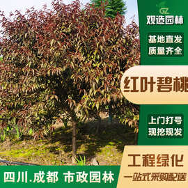 碧桃树苗四川工程行道绿化庭院别墅地栽风景乔木庭院景观优选