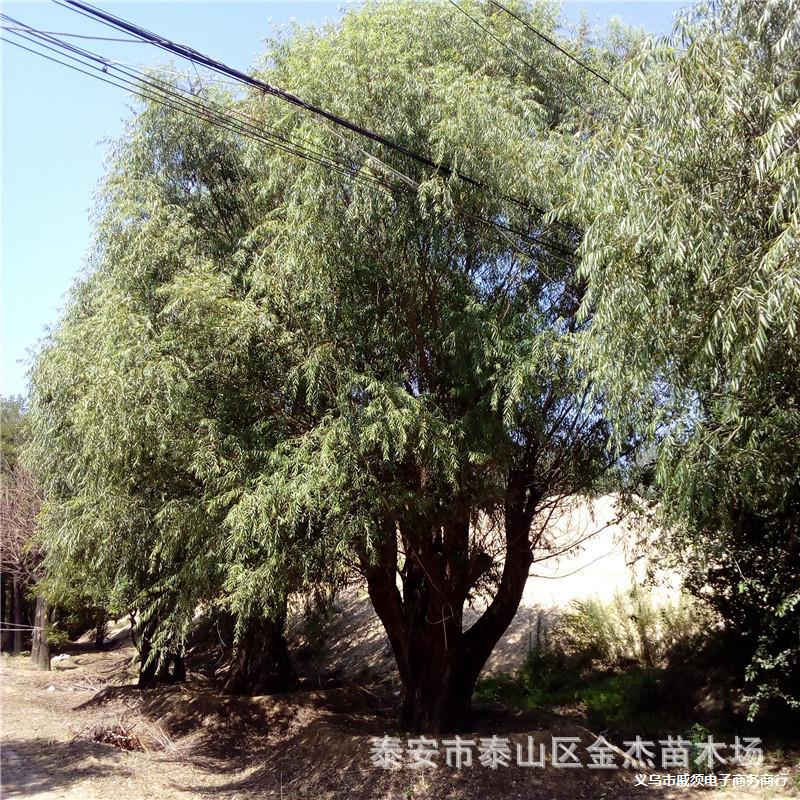 批发青皮垂柳树苗小区绿化道路绿化湿地绿化 山东直柳基地主产区