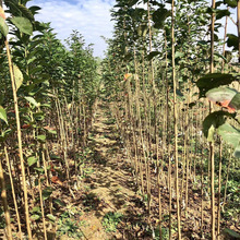 �������l�ѻ�����������¶���� ���~���е�ͥԺ�G���ձ��ѻ���