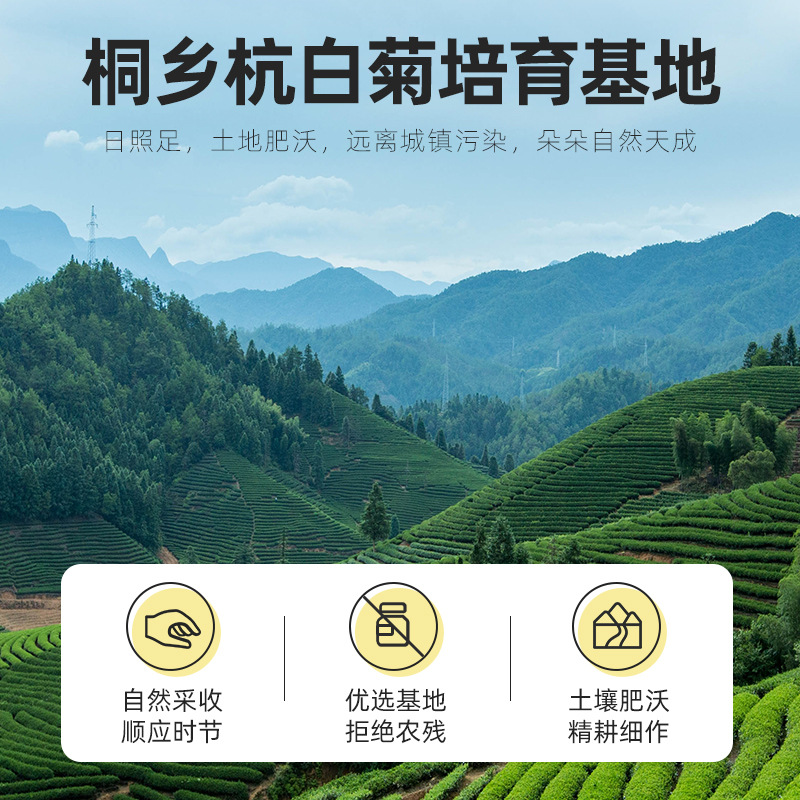 【杞里香】桐鄉胎菊 80g菊花茶 罐裝非特級花草茶泡水枸杞菊花茶