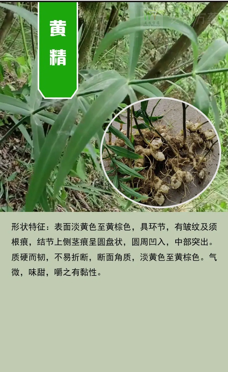Dried Polygonatum Slices Huang Jing 500g Sulfur-Free Herbal Ingredient for Wine Soups and Congee specifications