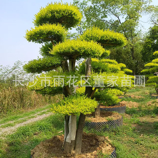 Supply of Shiny Ligustrum Shaped Trees, Shiny Ligustrum Stump Landscapes, 2m Tall Golden Crown Ligustrum Shaped Trees at Wholesale Prices