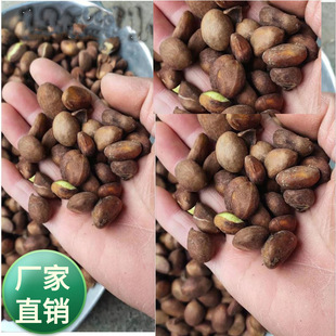 ��˾���l��N������ľ�N�ѳ��GС��ľ���˺˘�N�Ӹ��N��ľ��ľ��