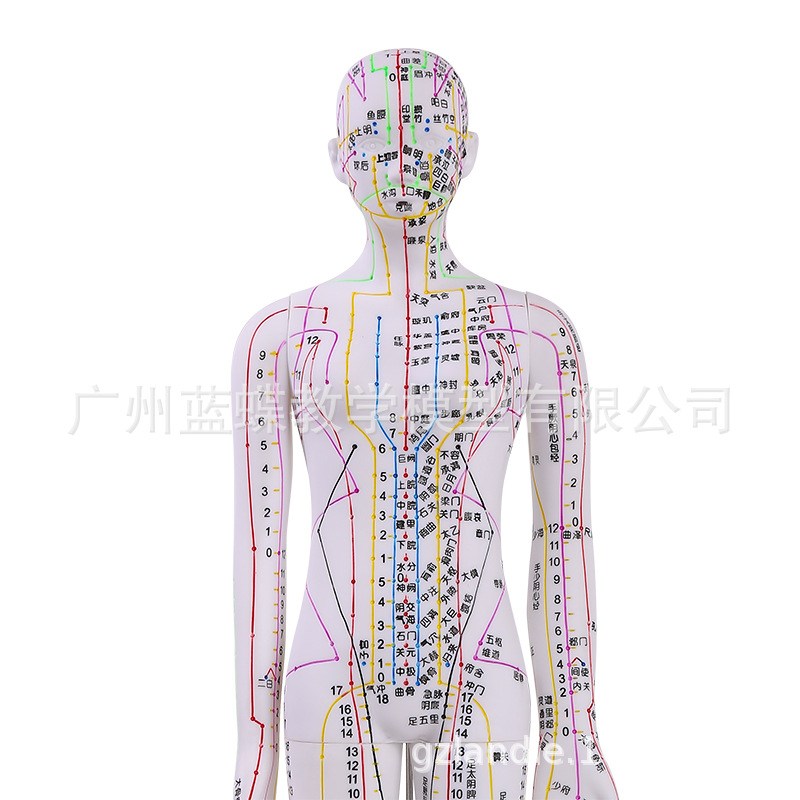 60CM��ɫ���Ѩλ����ģ�;���Ѩλģ��ͼȫ����ҽʮ������СƤ��