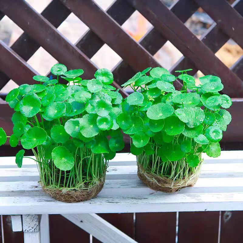 Hydroponic Pennywort Plant Potted Indoor and Outdoor Water Culture Large Leaf Small Leaf Pennywort Root Sprout Easy to Grow and Maintain Green Plants
