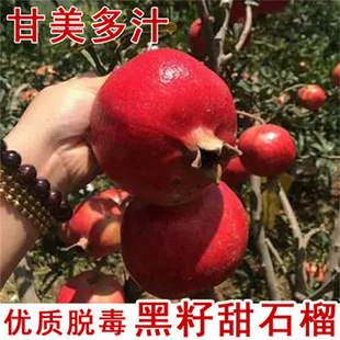 ��Ʒ�N����ܛ��ʯ�����Y�ش���ڬ���ϱ����Nֲ�辰����ͥԺ�N
