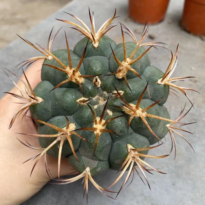 大仙人球コレクション、鉢植えの開花仙人掌、多肉植物、星兜瑞昌玉、玉龍鳳玉、玉翁|undefined