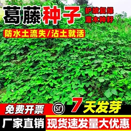 种子;草种子;草坪
