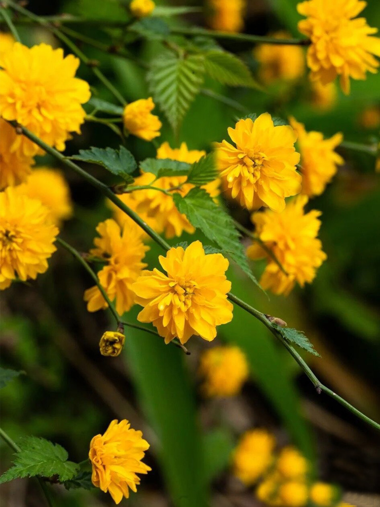 帮手主图-重瓣棣棠花苗盆栽耐荫爬藤攀缘花卉绿植物浓香多花耐寒