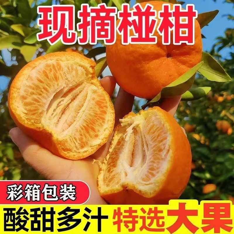 四川椪柑芦柑新鲜水果当季9斤现摘现发自种高山椪柑酸甜柑橘桔子