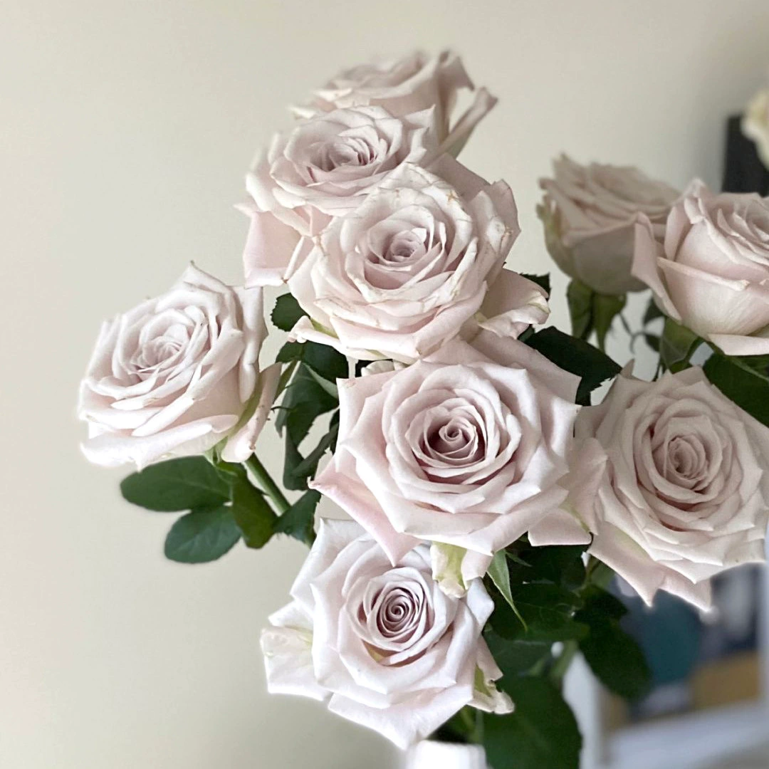 Дропшиппинг Манта роза, крупное горшечное растение, ретро-серый цветок, роза для балкона и двора, цветы и зеленые растения на все времена года