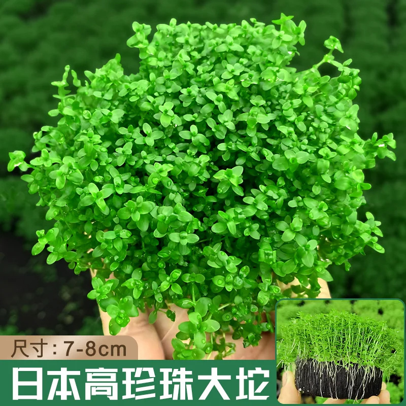 精品日本高珍珠大坨1个【高密植 入缸大赏】.百人购买