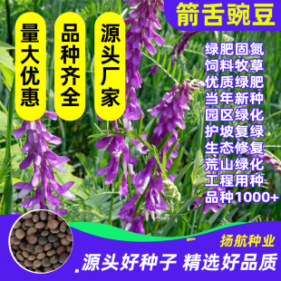 �����㶹�N�Ӽ����㶹�N�Ѽ��Q�㶹���@�G���ѵ�·�G����Դֲ��