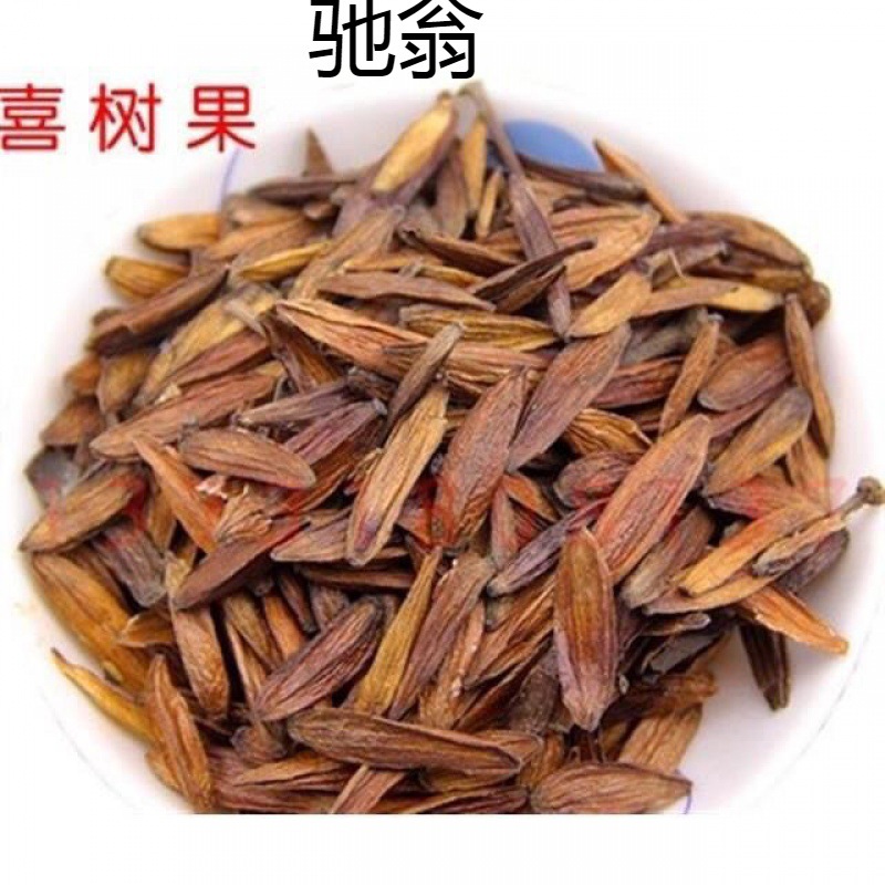 cAm中要材喜树果野生千丈树新货水栗子天梓树100g250g500g10