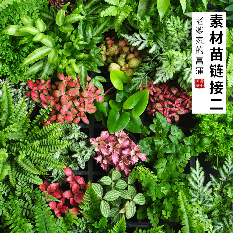 蕨類植物網紋水陸缸微景觀盆栽造景室內水培小苗鐵線蕨綠植